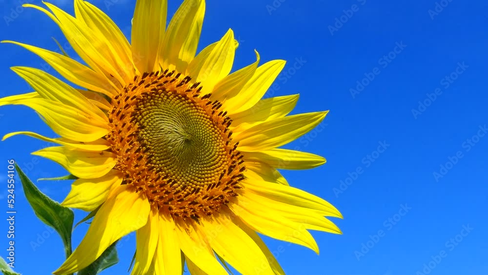 Sunflower bobbing in the wind on a clear sky in the morning from low side angle. Sunflower bobbing in the wind on a clear sky in the morning from low side angle.