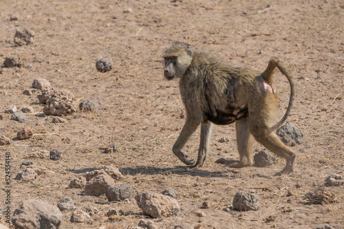 baboon parent and baby