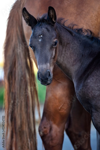  portrait of beautiful black foal posing with chestnut mom . close up