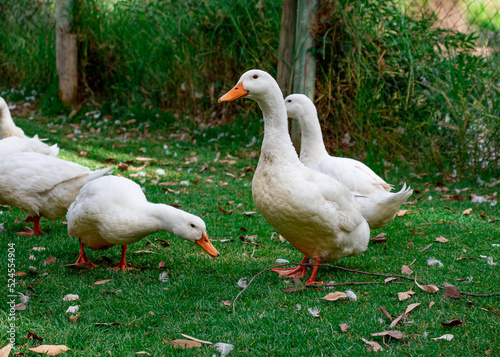 white geese strolling on the green grass on the shore of the pond, bokeh background
