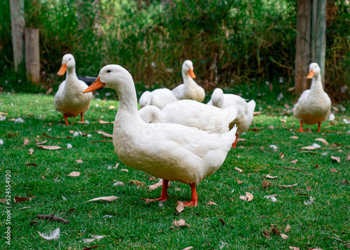 white geese strolling on the green grass on the shore of the pond, bokeh background