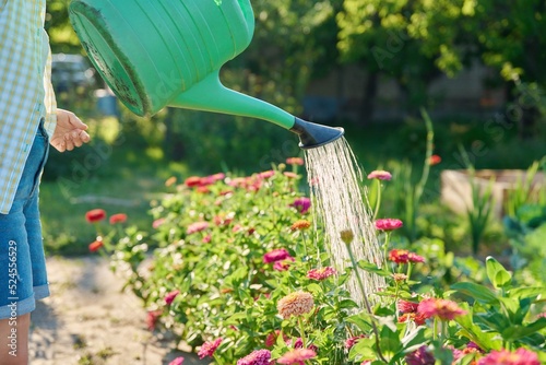 Fotografi Woman watering zinnia flowers in garden from watering can