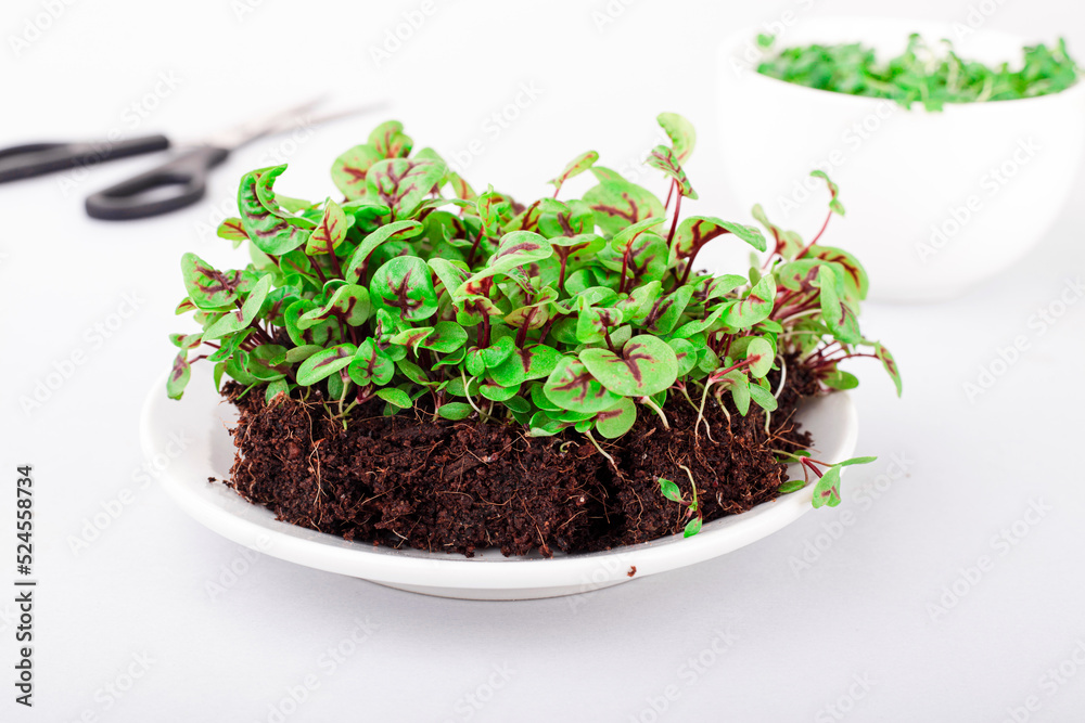 microgreens in a container in the process of growth on a light background microgreens in a container in the process of growth on a light background
