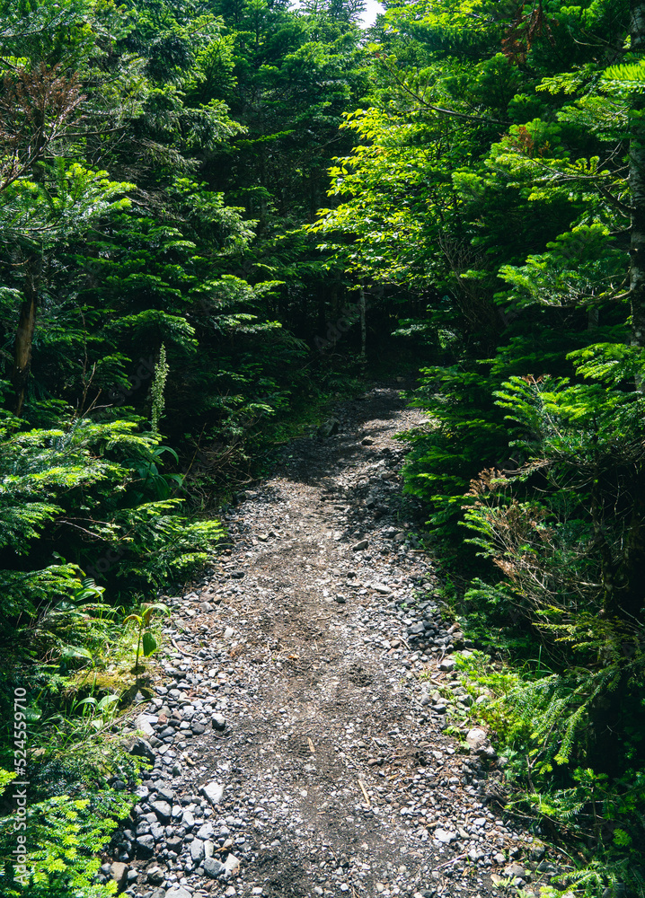 坪庭から北横岳への登山道 夏山 坪庭から北横岳への登山道 夏山