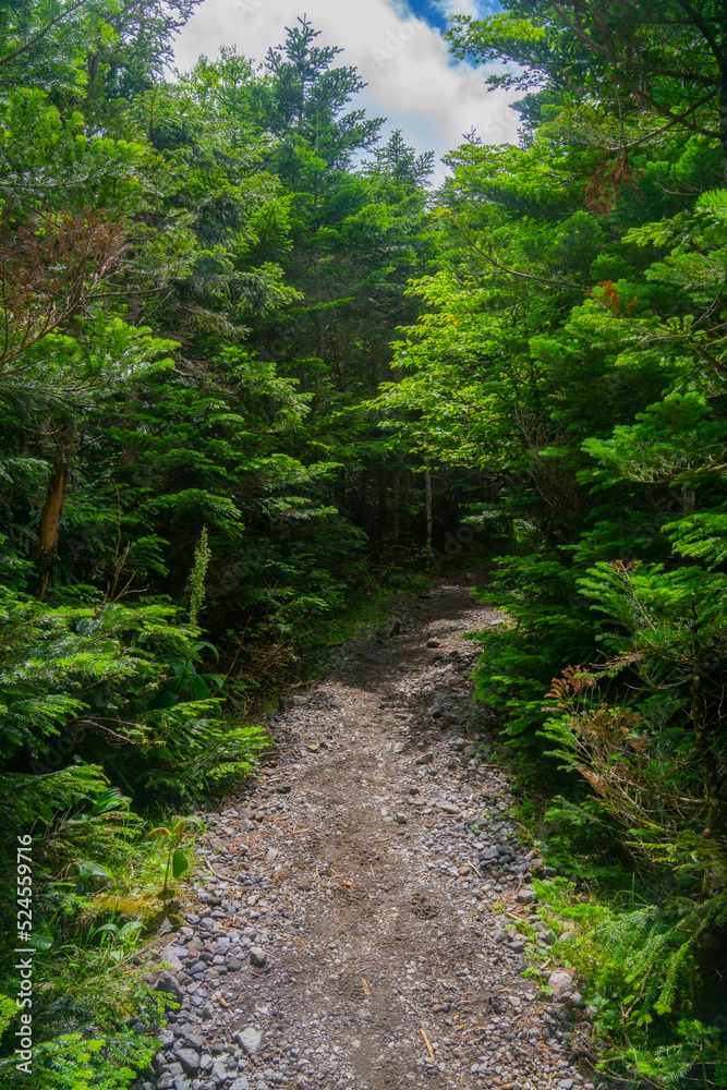 真夏の登山道　北八ヶ岳