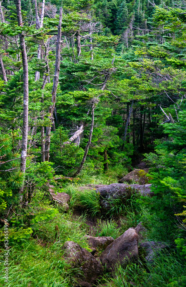 Fototapeta premium 雨池山から雨池峠への登山道