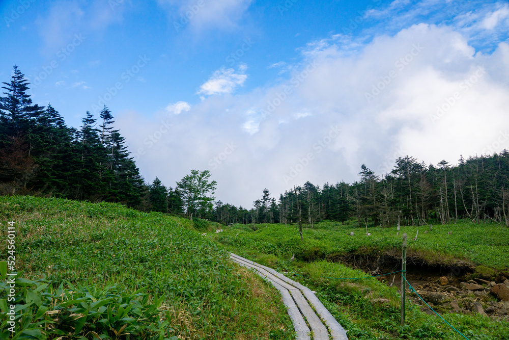 Fototapeta premium 雨池峠への登山道（八ヶ岳）