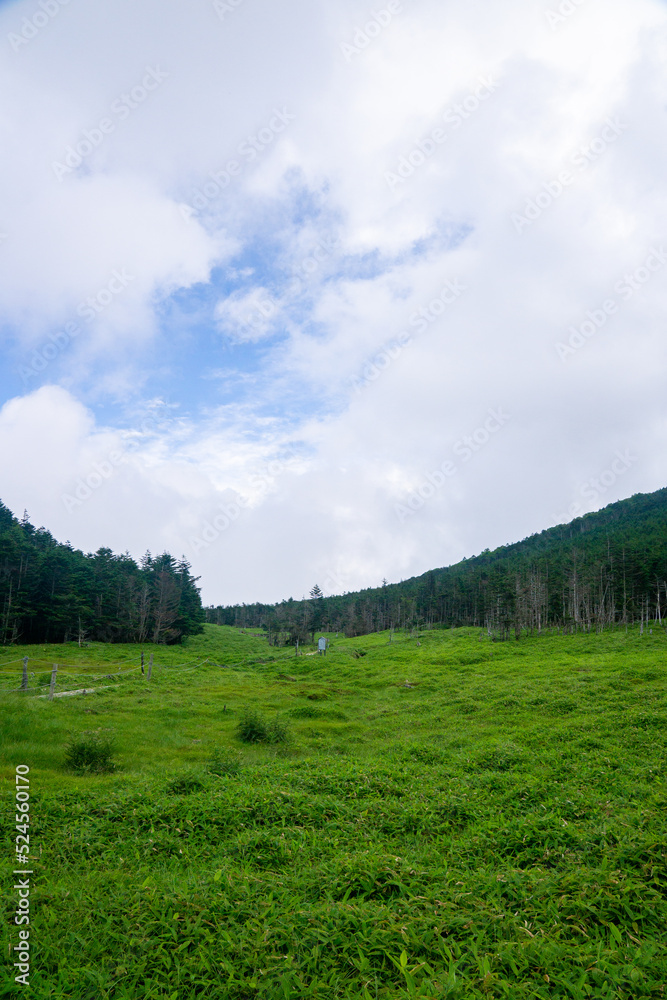 北八ヶ岳の風景（雨池峠付近）
