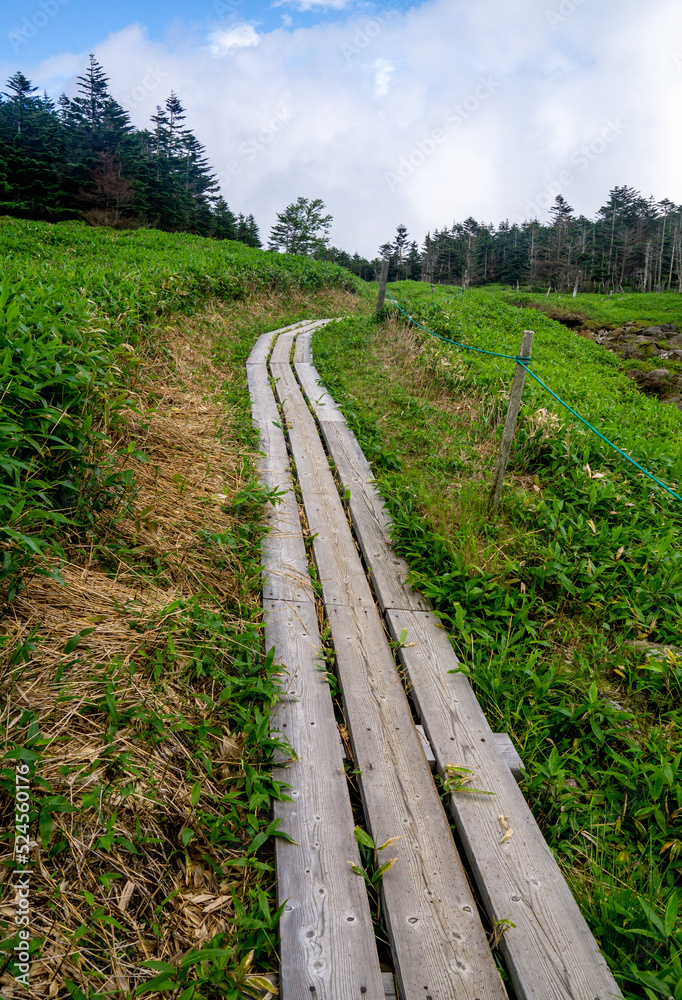 Obraz premium 雨池峠への登山道（八ヶ岳）
