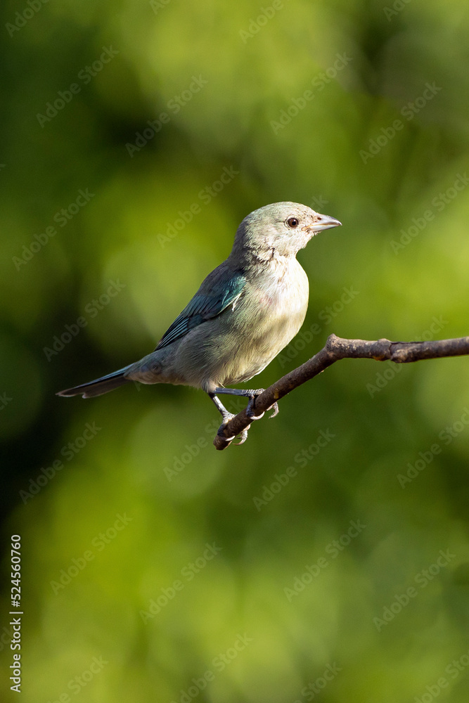 Grey bird. A Sayaca Tanager also know as sanhaço perched on the branch. Species Thraupis sayaca. Birdwatching. Birding. Bird lover. Grey bird. A Sayaca Tanager also know as sanhaço perched on the branch. Species Thraupis sayaca. Birdwatching. Birding. Bird lover.