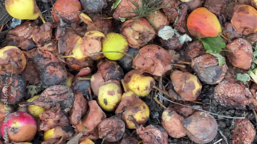 Top view of a bunch of overripe and rotten apples and pears lie in a pile under a tree. Top view of a bunch of overripe and rotten apples and pears lie in a pile under a tree.