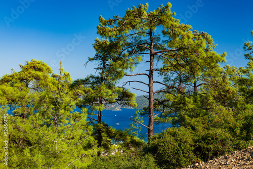 Pine trees in forest in the wild sunny mountains with a blue bay and sky at background.