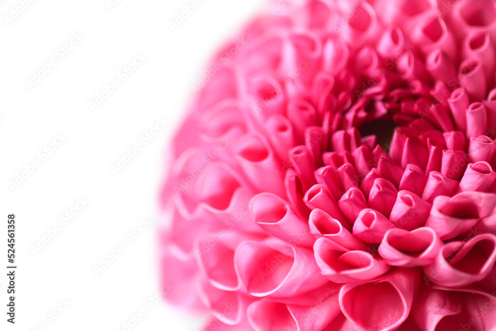 Beautiful pink dahlia flower. Beautiful plant flowering at summer. Petals close up. Beautiful pink dahlia flower. Beautiful plant flowering at summer. Petals close up.
