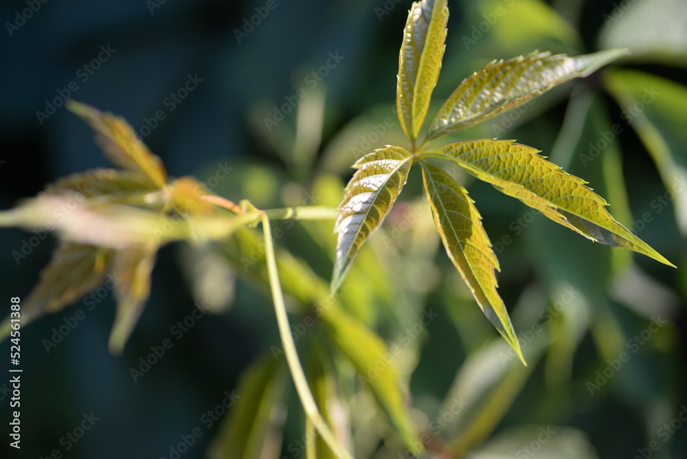 Young green branches of grapes, young grape mustache background close-up