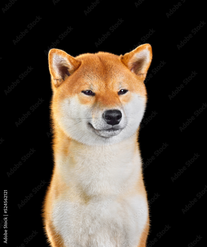 Shiba Inu dog portrait