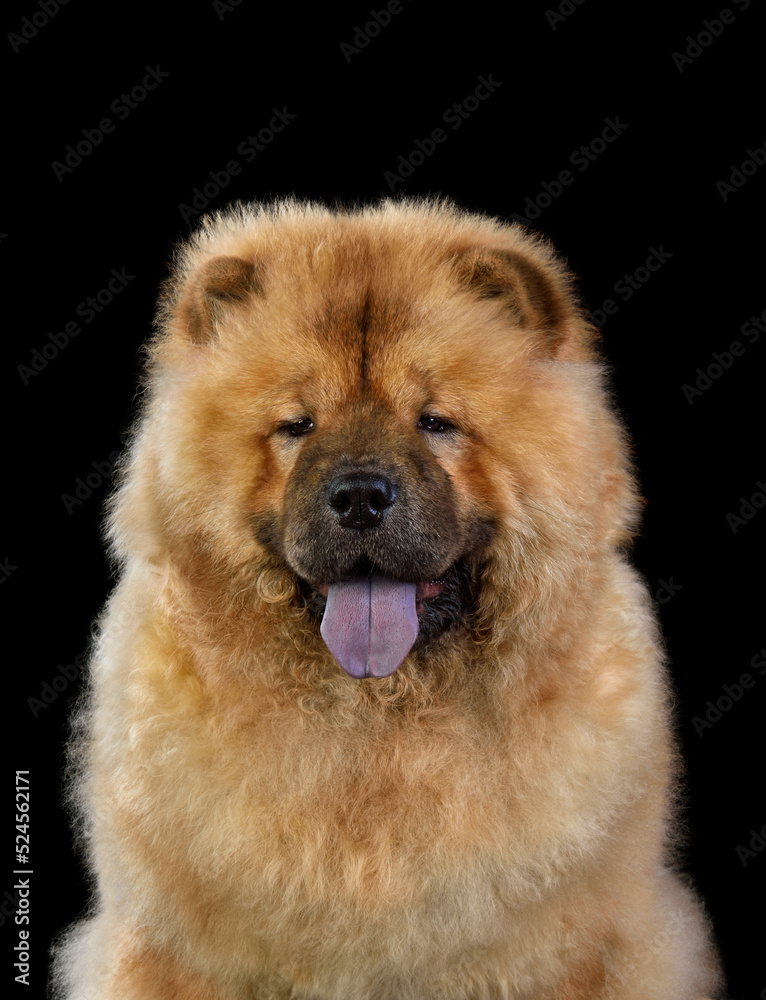Portrait of chow-chow