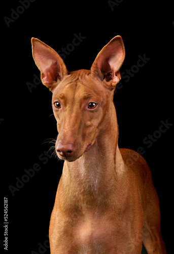 Pharaoh Hound dog portrait
