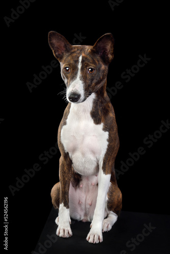 Fototapeta Naklejka Na Ścianę i Meble -  Sitting Basenji dog