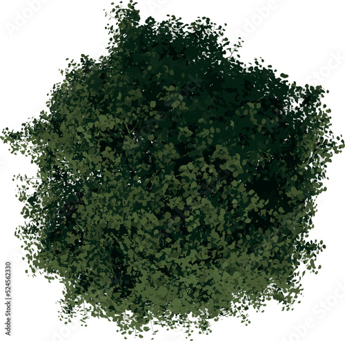 Top view of Tree (Adolescent Silver Linden 3) Plant illustration vector