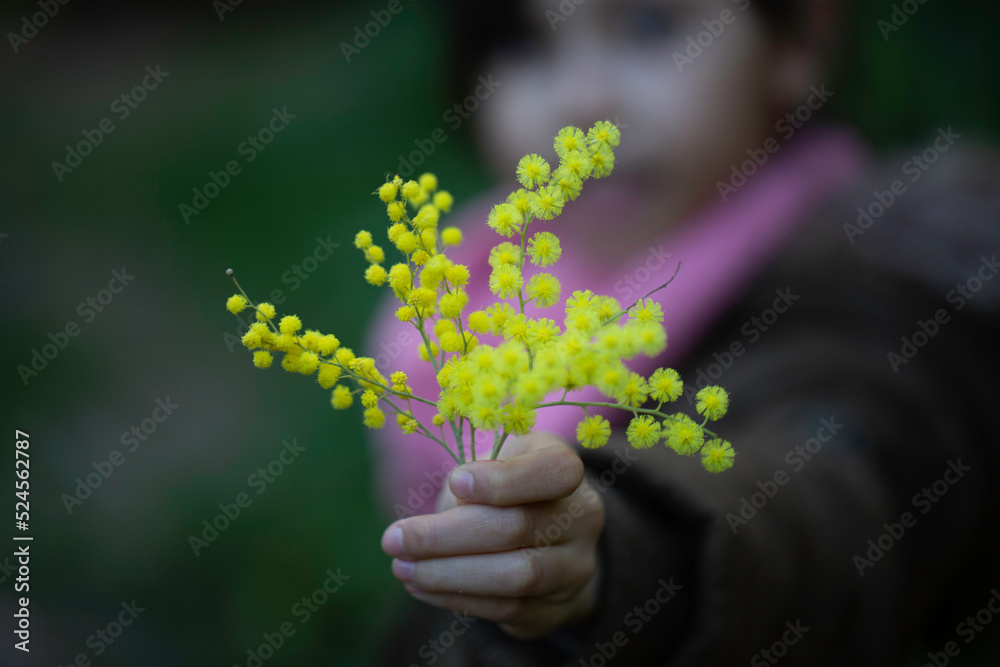 macrophotographie d'un bouquet de mimosa en automne macrophotographie d'un bouquet de mimosa en automne