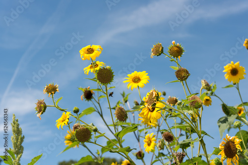 midsummer sunflowers in bloom on a blue sky with slight cloud © eugen