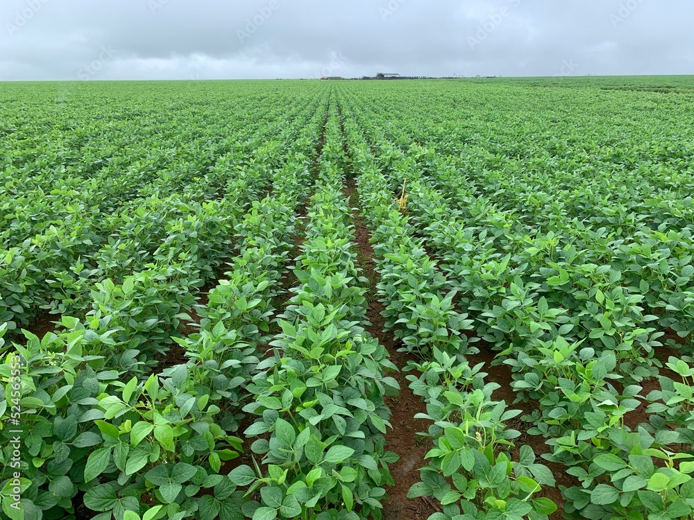 field of soybeans 