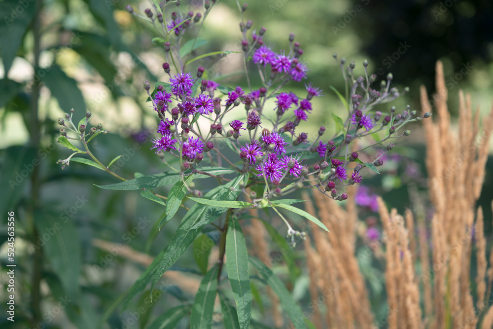 flowers in the garden with grass seed plumes flowers in the garden with grass seed plumes