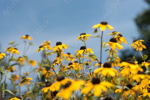 field of flowers on a blue sky