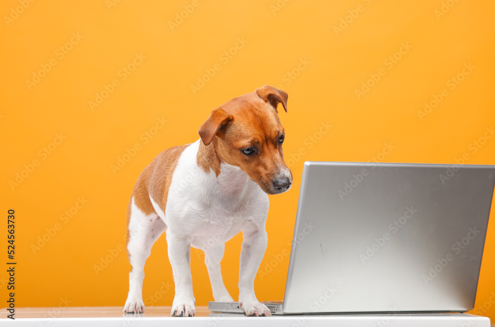 handsome jack russell terrier portrait.beautiful dog with laptop on yellow background isolated.business technology training online shopping video call concept handsome jack russell terrier portrait.beautiful dog with laptop on yellow background isolated.business technology training online shopping video call concept
