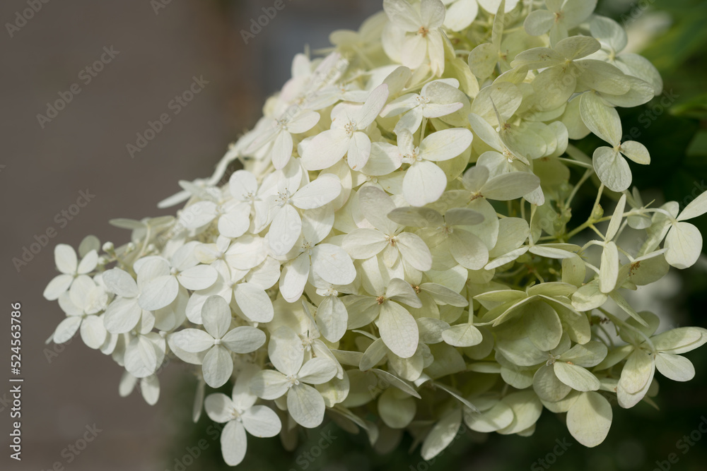 white flowers close up white flowers close up