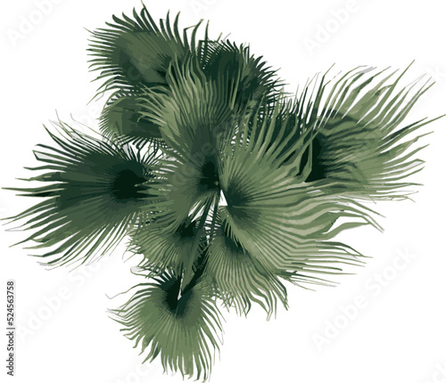 Top view of Plant (Washingtonia filifera desert fan palm 1) illustration vector