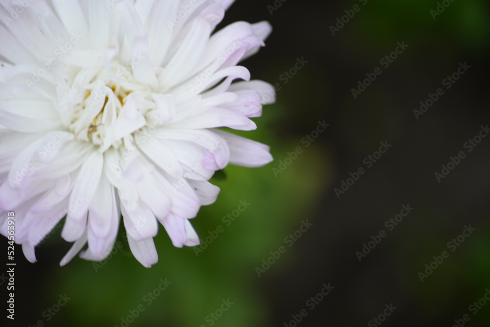 purple aster flowers close-up, white buds, symmetrical aster bokeh, beautiful background purple aster flowers close-up, white buds, symmetrical aster bokeh, beautiful background