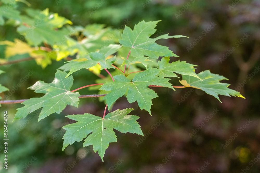 Fond naturel de feuilles d'érable, pour conception graphique totalement naturelle. Fond naturel de feuilles d'érable, pour conception graphique totalement naturelle.