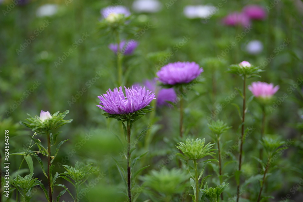 asters, pink, flowers, asters pink, autumn, flowers, asters close-up, photo in good quality, photo close-up, background, aster buds, purple, school, flowers, white asters asters, pink, flowers, asters pink, autumn, flowers, asters close-up, photo in good quality, photo close-up, background, aster buds, purple, school, flowers, white asters