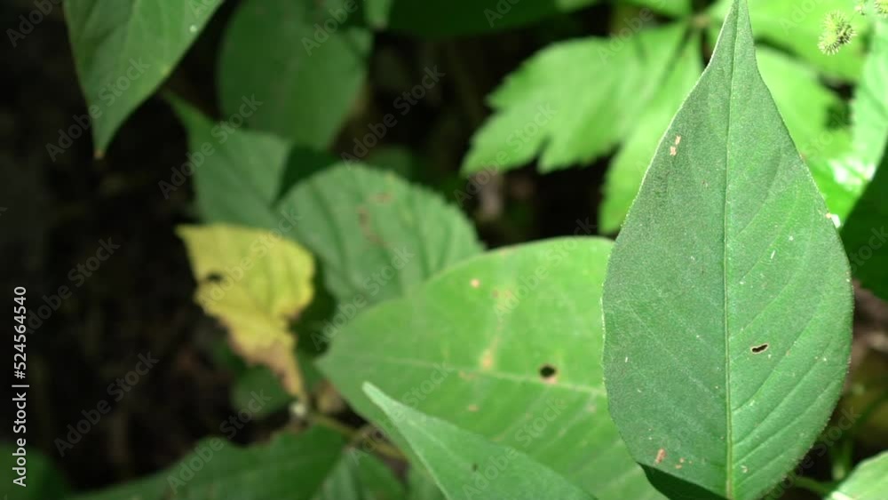 leafy green foliage of low growing plants in a forrest understory, taking in beams of light that pierce the tree canopy for photosynthesis leafy green foliage of low growing plants in a forrest understory, taking in beams of light that pierce the tree canopy for photosynthesis