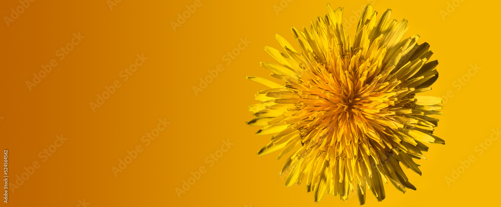 Close-up bright dandelion flower on orange gradient background, single dandelion on uniform background, open dandelion flower banner background image, top view