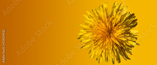 Close-up bright dandelion flower on orange gradient background, single dandelion on uniform background, open dandelion flower banner background image, top view © Александр Бочкала