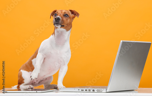 handsome jack russell terrier portrait.beautiful dog with laptop on yellow background isolated.business technology training online shopping video call concept