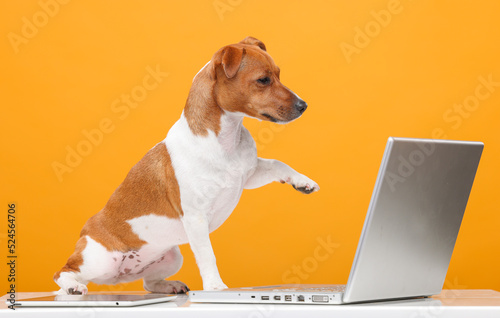 handsome jack russell terrier portrait.beautiful dog with laptop on yellow background isolated.business technology training online shopping video call concept © serhii