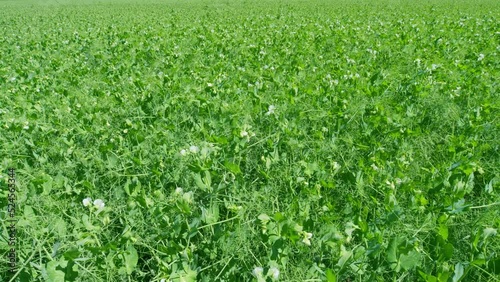 Pea white flowers and leaves swinging gently with wind. Cultivated legumes. Wide shot. photo