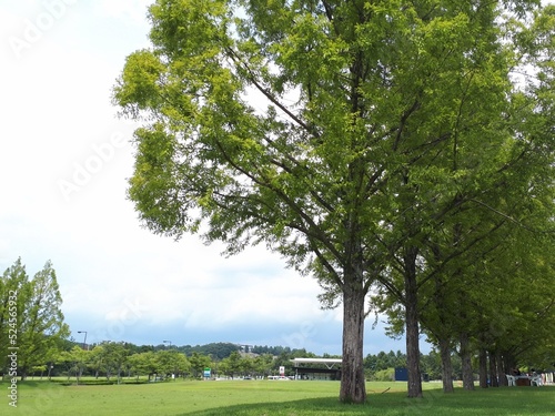 trees in the park