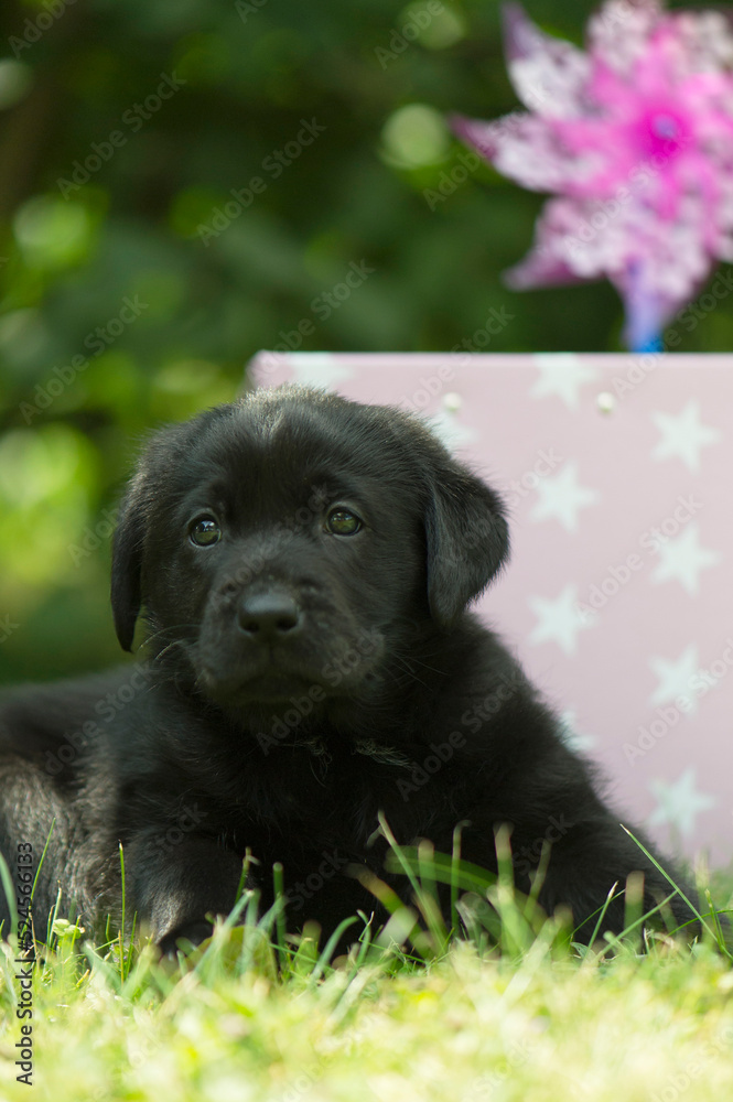 Schwarzer Labrador Retriever Welpe liegt im sonnigen Garten Schwarzer Labrador Retriever Welpe liegt im sonnigen Garten