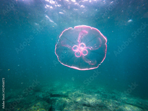 Moon jellyfish floating in ocean