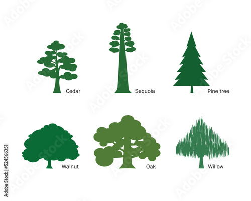 vector set of trees of basic shapes, cedar, sequoia, walnut, pine, oak, willow