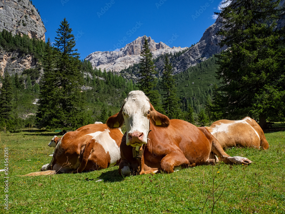 Cow grazing in the dolomites