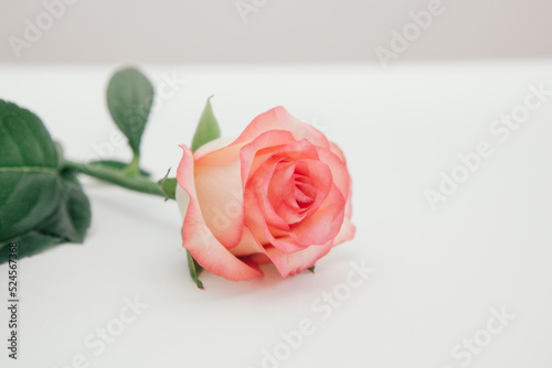 One rose flower on white background  beautiful simple card with blossom