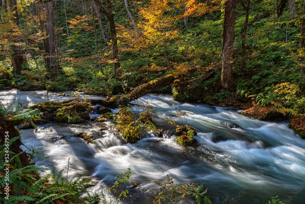 Oirase Stream in sunny day, beautiful fall foliage scene in autumn colors. Flowing river, fallen leaves, mossy rocks in Towada Hachimantai National Park, Aomori, Japan. Famous and popular destinations