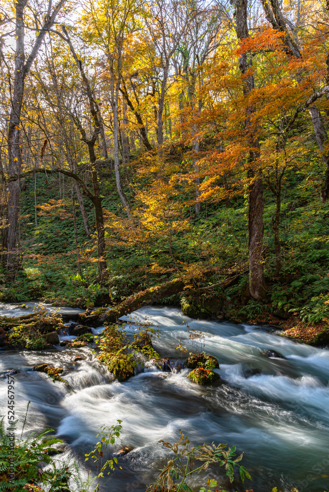 Oirase Stream in sunny day, beautiful fall foliage scene in autumn colors. Flowing river, fallen leaves, mossy rocks in Towada Hachimantai National Park, Aomori, Japan. Famous and popular destinations Oirase Stream in sunny day, beautiful fall foliage scene in autumn colors. Flowing river, fallen leaves, mossy rocks in Towada Hachimantai National Park, Aomori, Japan. Famous and popular destinations