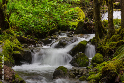 Fototapeta Naklejka Na Ścianę i Meble -  Creek in the forest