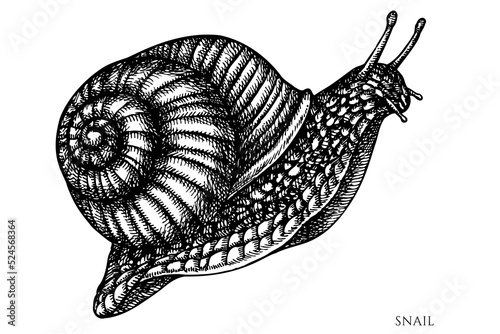Mysterious forest vintage vector illustrations collection. Black and white snail.